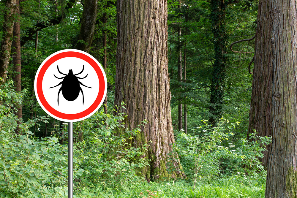 Tick-Borne Illness on the Rise